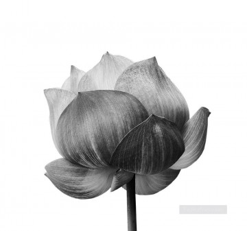 En blanco y negro Painting - xsh499 flores en blanco y negro